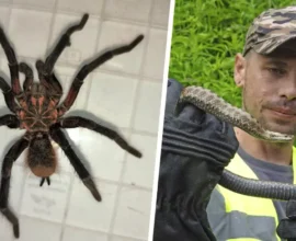 Kadın Mutfağında 16 Santimetrelik Kuş Örümceğiyle Karşılaştı!