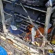 Kamp Yerinde Korku Dolu Anlar: LED Lamba Patladı Kamp Yerinde Korku Dolu Anlar: LED Lamba Patladı