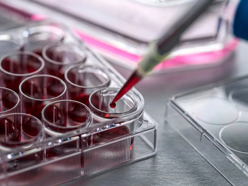 Kan Kodları ile Gençlik Mümkün mü? Bilim İnsanları Verjüngücü Tedaviler İçin Umut Veriyor