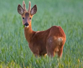 Kleinkaliber Silahlarla Kaçak Av: Hayvanlar İşkenceyle Öldürülüyor