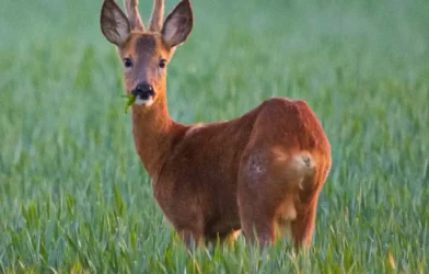 Kleinkaliber Silahlarla Kaçak Av: Hayvanlar İşkenceyle Öldürülüyor