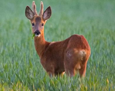 Kleinkaliber Silahlarla Kaçak Av: Hayvanlar İşkenceyle Öldürülüyor