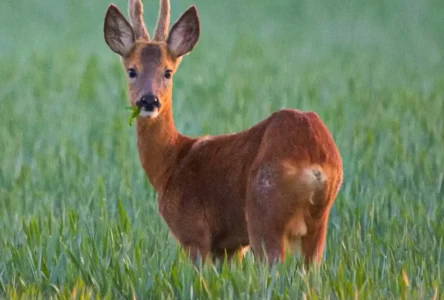 Kleinkaliber Silahlarla Kaçak Av: Hayvanlar İşkenceyle Öldürülüyor