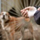 Köpek Elini ve Kolunu Isırdı: Polis Tanık Arıyor Köpek Elini ve Kolunu Isırdı: Polis Tanık Arıyor