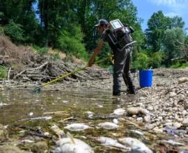 Krems Nehri Kurudu, Binlerce Balık Telef Oldu