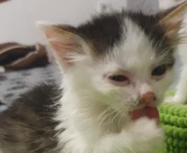 Krems’te Hayvan Barınağını Felç Eden Ölümcül Kedi Salgını