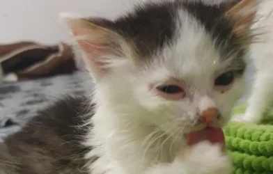 Krems’te Hayvan Barınağını Felç Eden Ölümcül Kedi Salgını Krems’te Hayvan Barınağını Felç Eden Ölümcül Kedi Salgını