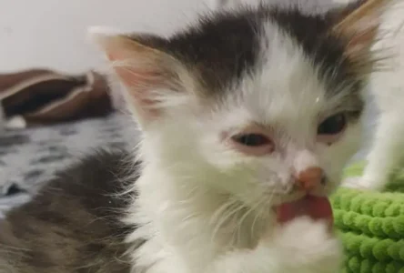 Krems’te Hayvan Barınağını Felç Eden Ölümcül Kedi Salgını