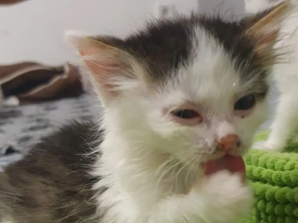 Krems’te Hayvan Barınağını Felç Eden Ölümcül Kedi Salgını