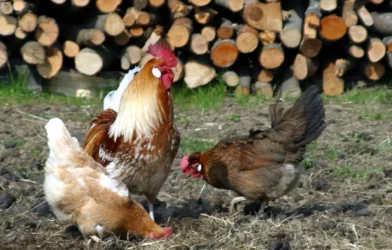 Kuş Gribi Üstü Kapalı Geliyor: Virüs Artık Yukarı Avusturya’da!