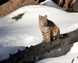 Kutup soğukları Avusturya'ya iniyor: Soğuk hava dalgası ülkeyi etkisi altına alıyor