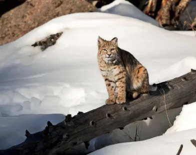 Kutup soğukları Avusturya'ya iniyor: Soğuk hava dalgası ülkeyi etkisi altına alıyor