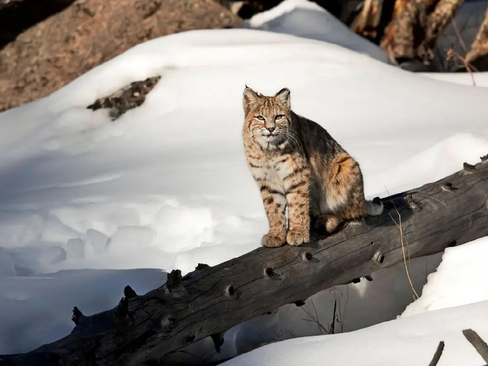 Kutup soğukları Avusturya'ya iniyor: Soğuk hava dalgası ülkeyi etkisi altına alıyor