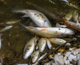 Linz'teki Krems Nehri'nde Balık Ölümleri Yeniden Gündemde
