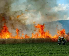 Murtal'da 4 Hektarlık Tarlada Büyük Yangın: 102 İtfaiyeci Müdahale Etti