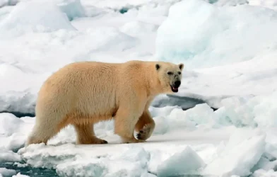 Norveç’te Kutup Ayısı Saldırısı: Bir Ayı Vurularak Öldürüldü