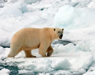 Norveç’te Kutup Ayısı Saldırısı: Bir Ayı Vurularak Öldürüldü