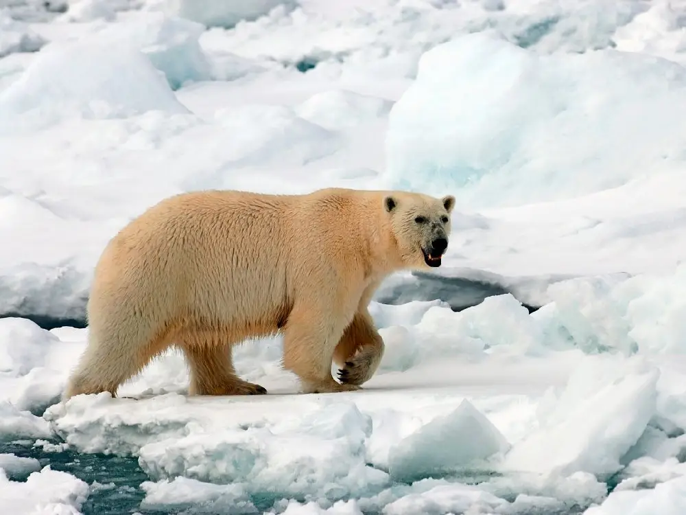 Norveç’te Kutup Ayısı Saldırısı: Bir Ayı Vurularak Öldürüldü Norveç’te Kutup Ayısı Saldırısı: Bir Ayı Vurularak Öldürüldü