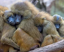 Nürnberg'deki Babunların Ölümü Sonrası Hayvanat Bahçesi Müdürüne Ölüm Tehditleri Yağdı