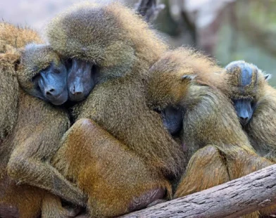 Nürnberg'deki Babunların Ölümü Sonrası Hayvanat Bahçesi Müdürüne Ölüm Tehditleri Yağdı