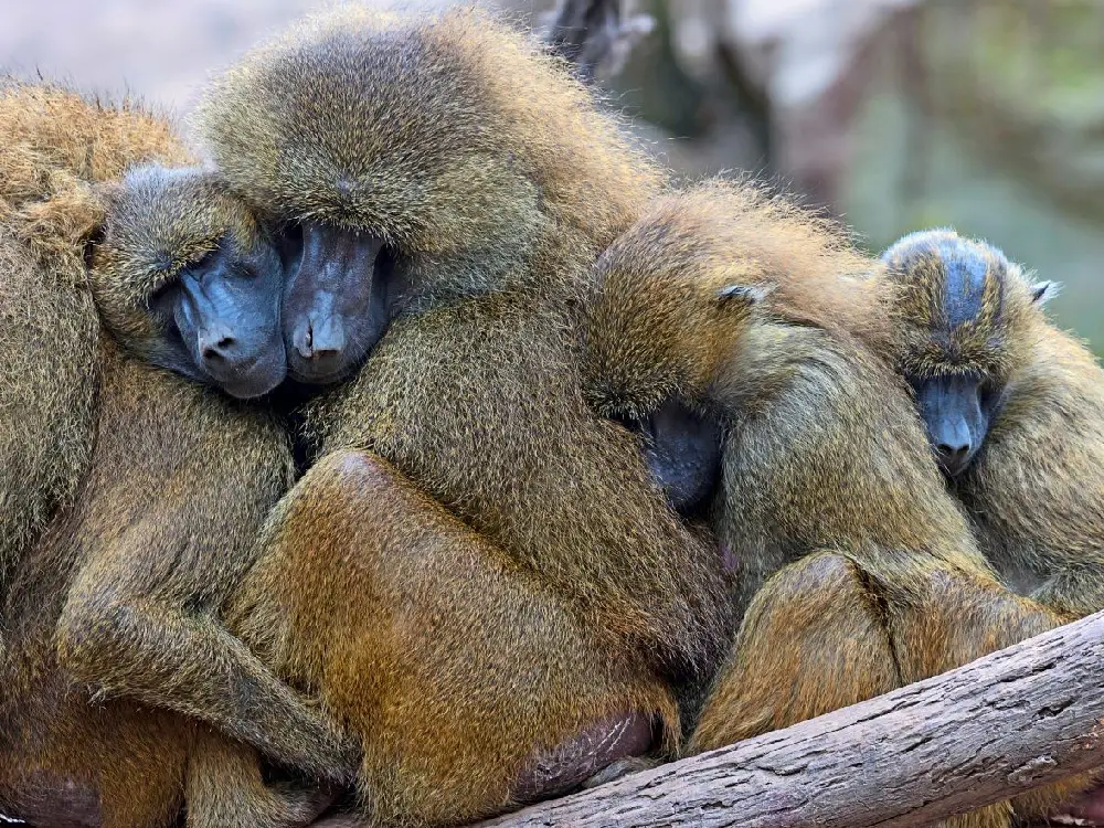 Nürnberg'deki Babunların Ölümü Sonrası Hayvanat Bahçesi Müdürüne Ölüm Tehditleri Yağdı