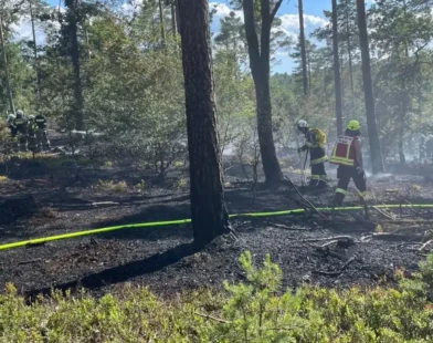 Oberpullendorf'da Orman Yangını: İtfaiye Alevleri Kısa Sürede Söndürdü