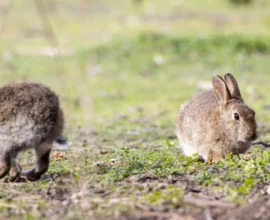 Ölümcül Tavşan Vebası Viyana’da Yayılıyor: Yetkililer Uyardı