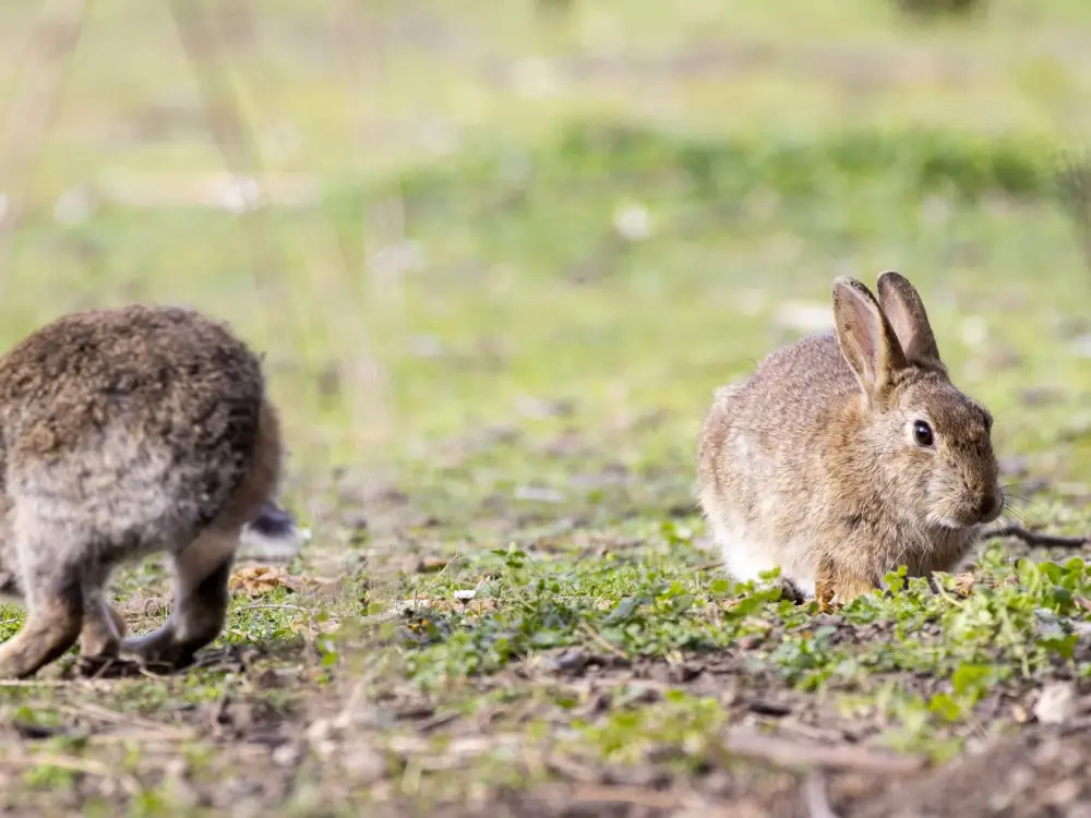 Ölümcül Tavşan Vebası Viyana’da Yayılıyor: Yetkililer Uyardı