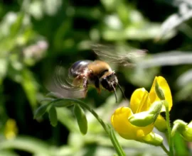 Pestisitler ve İklim Krizi Arıları Tehdit Ediyor: Avrupa’dan Umut Veren Bir Proje
