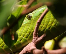 Polis Baskınında 27 Canlı Yılan Çıktı: Aralarında Mamba, Kobra ve Anakonda