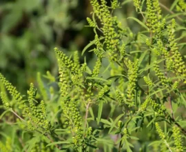 Ragweed Skandalı: Çiftçiler ve Siyasiler Karşı Karşıya