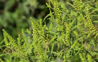 Ragweed Skandalı: Çiftçiler ve Siyasiler Karşı Karşıya Ragweed Skandalı: Çiftçiler ve Siyasiler Karşı Karşıya