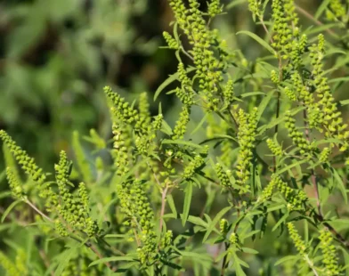 Ragweed Skandalı: Çiftçiler ve Siyasiler Karşı Karşıya