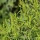 Ragweed Skandalı: Çiftçiler ve Siyasiler Karşı Karşıya Ragweed Skandalı: Çiftçiler ve Siyasiler Karşı Karşıya