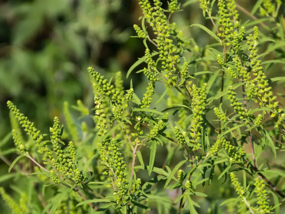 Ragweed Skandalı: Çiftçiler ve Siyasiler Karşı Karşıya Ragweed Skandalı: Çiftçiler ve Siyasiler Karşı Karşıya
