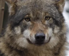 Salzburg’da 2025’in İlk Kurt Saldırısı: 5 Koyun Telef Oldu