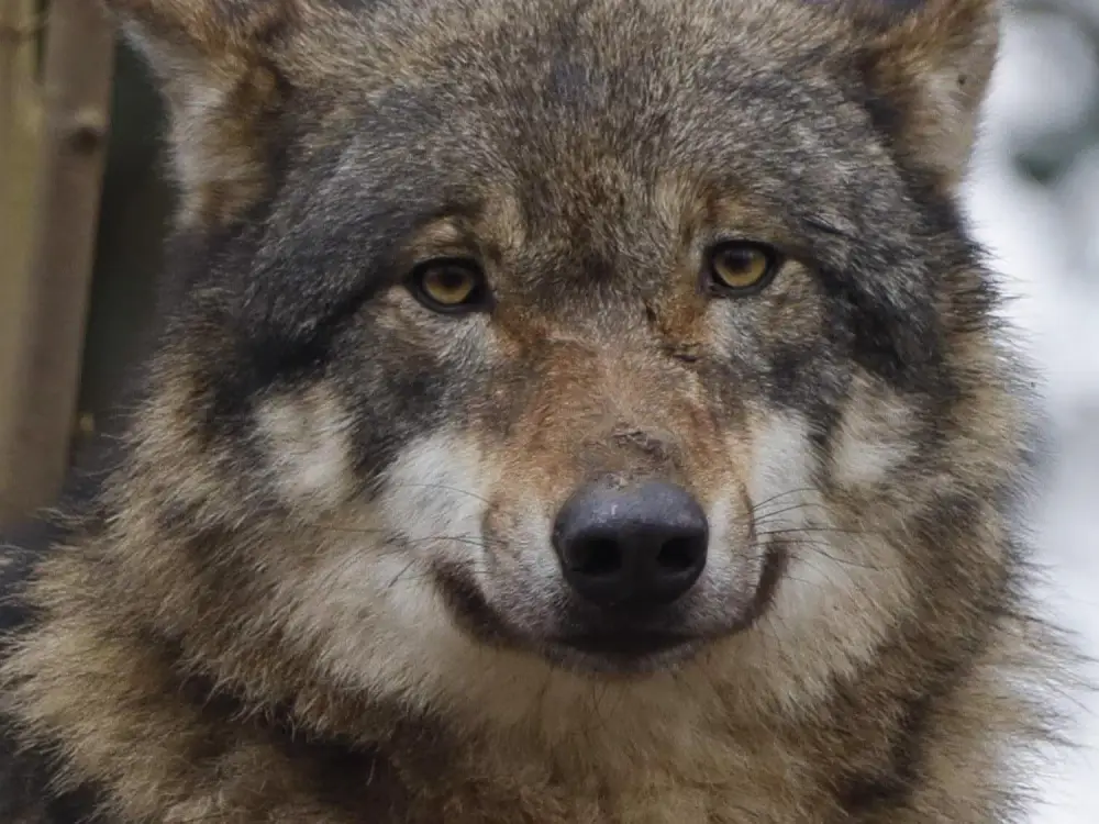 Salzburg’da 2025’in İlk Kurt Saldırısı: 5 Koyun Telef Oldu