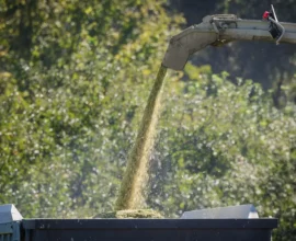 Silo Gazı Faciası: Yaşlı Adam Bodrumda Bilincini Kaybetti