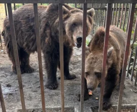 Sırbistan’daki Hayvan Pazarlarının Karanlık Yüzü ve Bir Aktivistin Çabaları