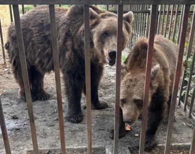 Sırbistan’daki Hayvan Pazarlarının Karanlık Yüzü ve Bir Aktivistin Çabaları