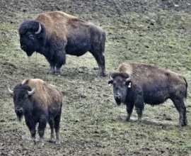 Steiermark’ta Bizon Krizi: Kaçan Hayvanlar Tehlike Saçıyor