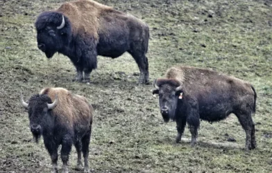 Steiermark’ta Bizon Krizi: Kaçan Hayvanlar Tehlike Saçıyor Steiermark’ta Bizon Krizi: Kaçan Hayvanlar Tehlike Saçıyor