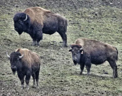 Steiermark’ta Bizon Krizi: Kaçan Hayvanlar Tehlike Saçıyor