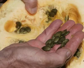 Steiermark’ta Çiftçiler: “Bu Yıl Kabak Hasadı Beklentilerin Altında”