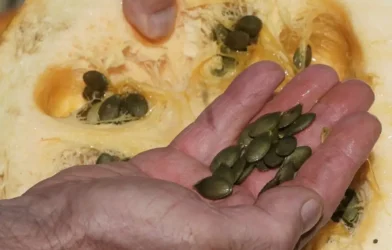 Steiermark’ta Çiftçiler: “Bu Yıl Kabak Hasadı Beklentilerin Altında” Steiermark’ta Çiftçiler: “Bu Yıl Kabak Hasadı Beklentilerin Altında”