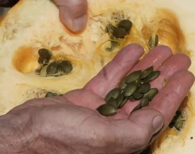 Steiermark’ta Çiftçiler: “Bu Yıl Kabak Hasadı Beklentilerin Altında”