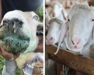 Steiermark’ta Şap Hastalığı Gibi Yayılan Blauzungenkrankheit Krizi