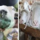 Steiermark’ta Şap Hastalığı Gibi Yayılan Blauzungenkrankheit Krizi Steiermark’ta Şap Hastalığı Gibi Yayılan Blauzungenkrankheit Krizi