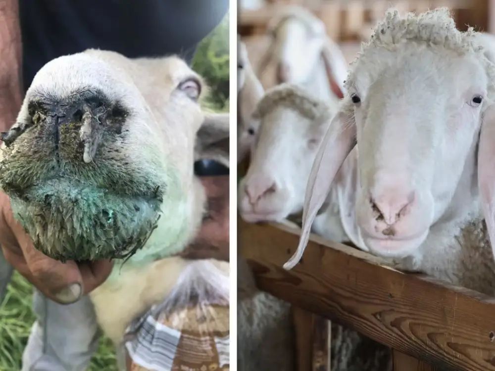 Steiermark’ta Şap Hastalığı Gibi Yayılan Blauzungenkrankheit Krizi Steiermark’ta Şap Hastalığı Gibi Yayılan Blauzungenkrankheit Krizi