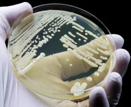 Süper Dirençli Mantar: Avrupa ve Avusturya’da Hızla Yayılıyor